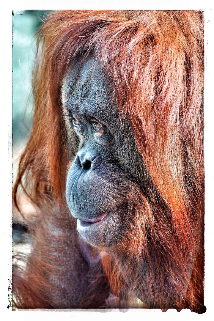 L'orang-outan de la ménagerie du Jardin des Plantes