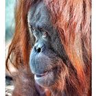 L'orang-outan de la ménagerie du Jardin des Plantes