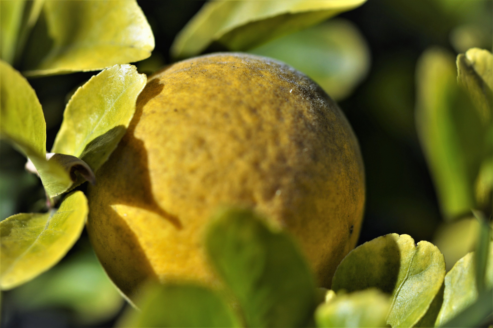 L'orange amère est jaune.... 