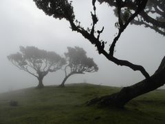 Lorbeerbäume im Nebel