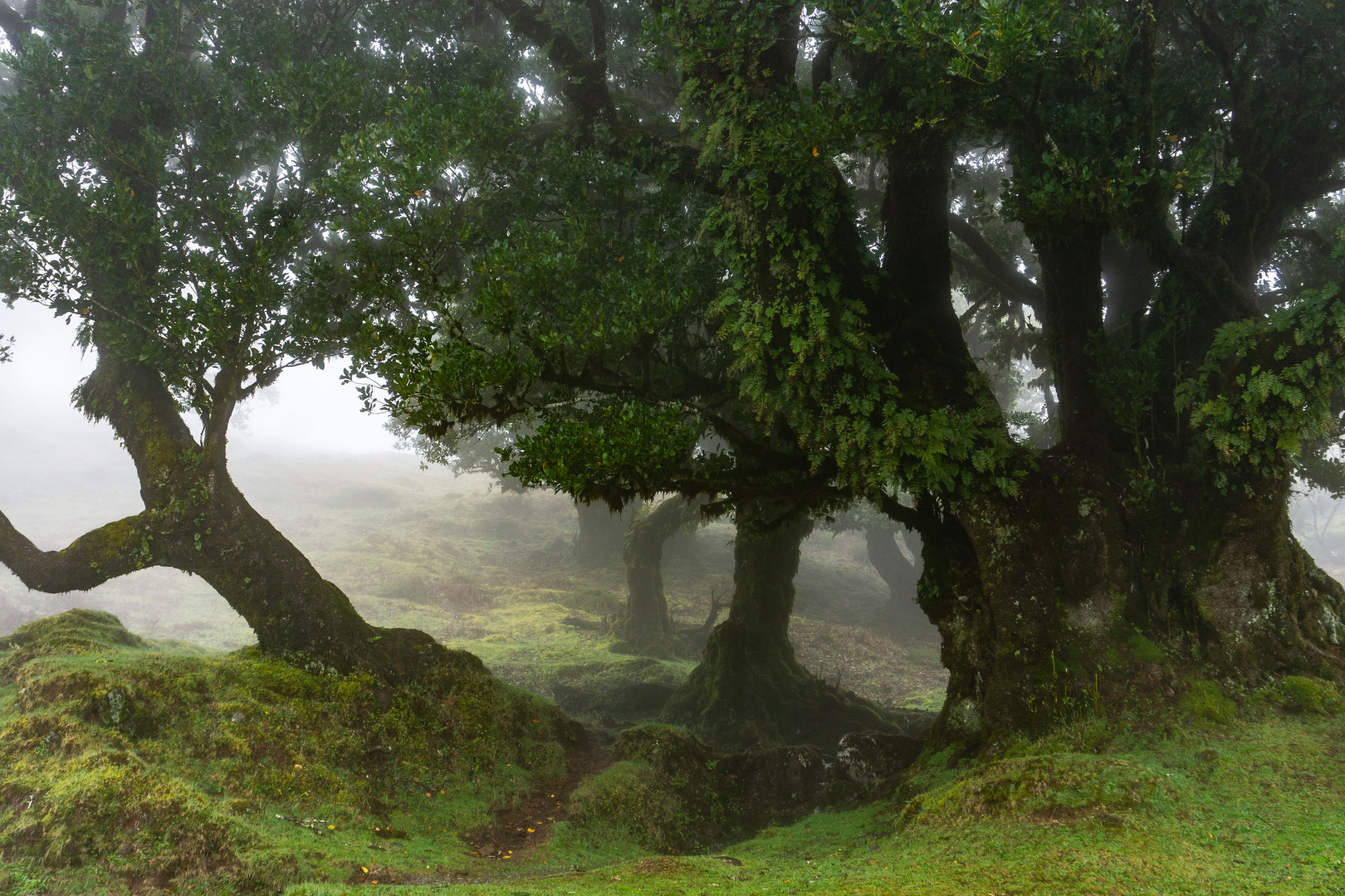 Lorbeerbaum im Nebel