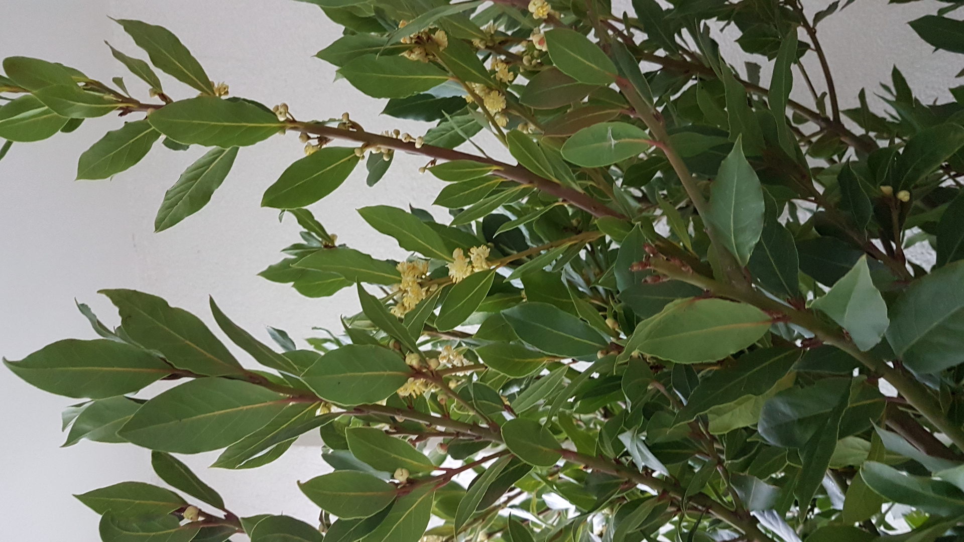 Lorbeerbaum in Blüte