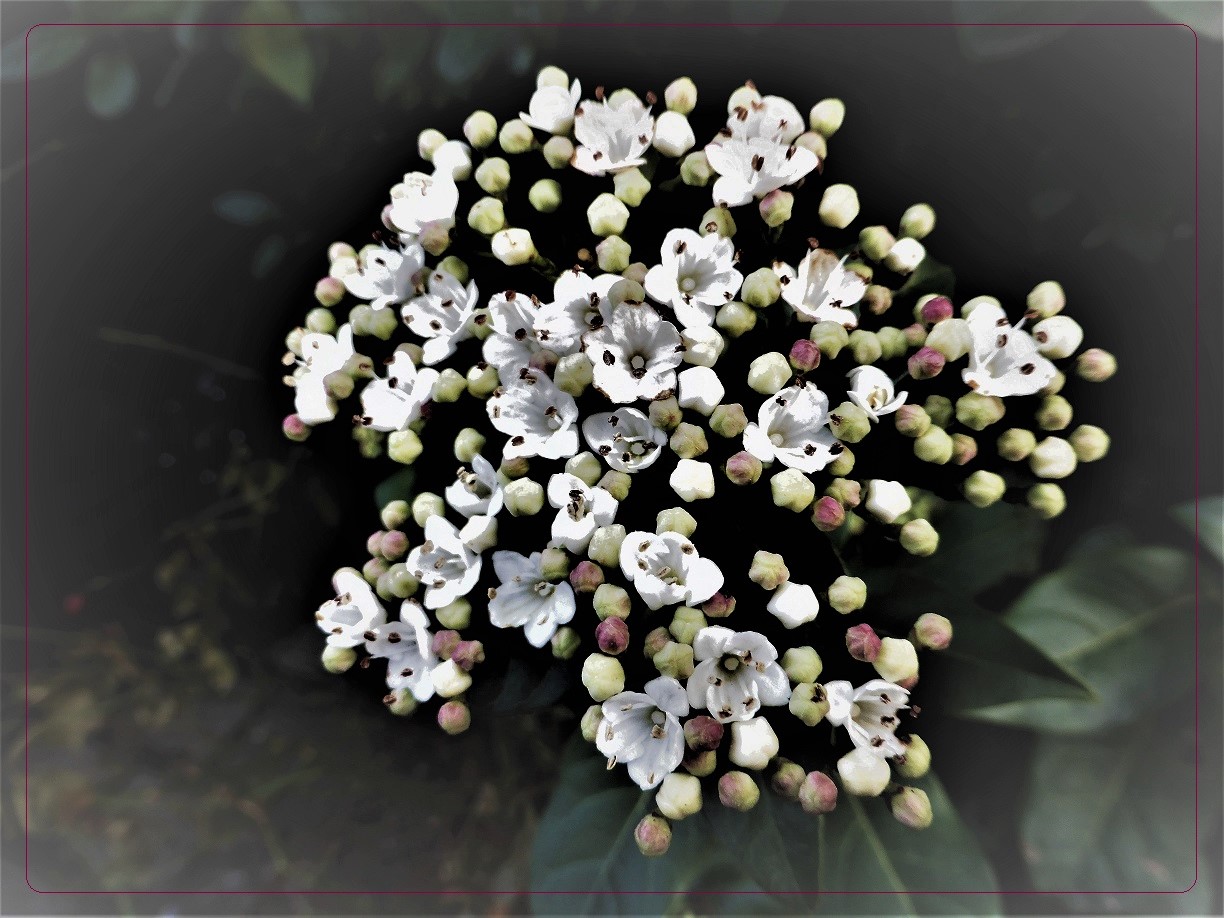  Lorbeerblättiger Schneeball ( Viburnum tinus)