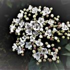  Lorbeerblättiger Schneeball ( Viburnum tinus)