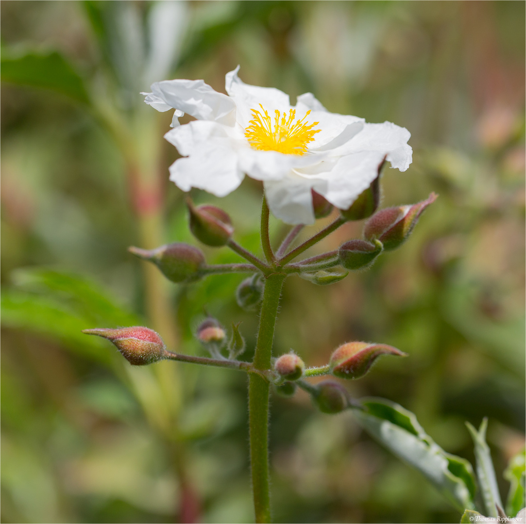 Lorbeerblättrige Zistrose(Cistus laurifolius) ???