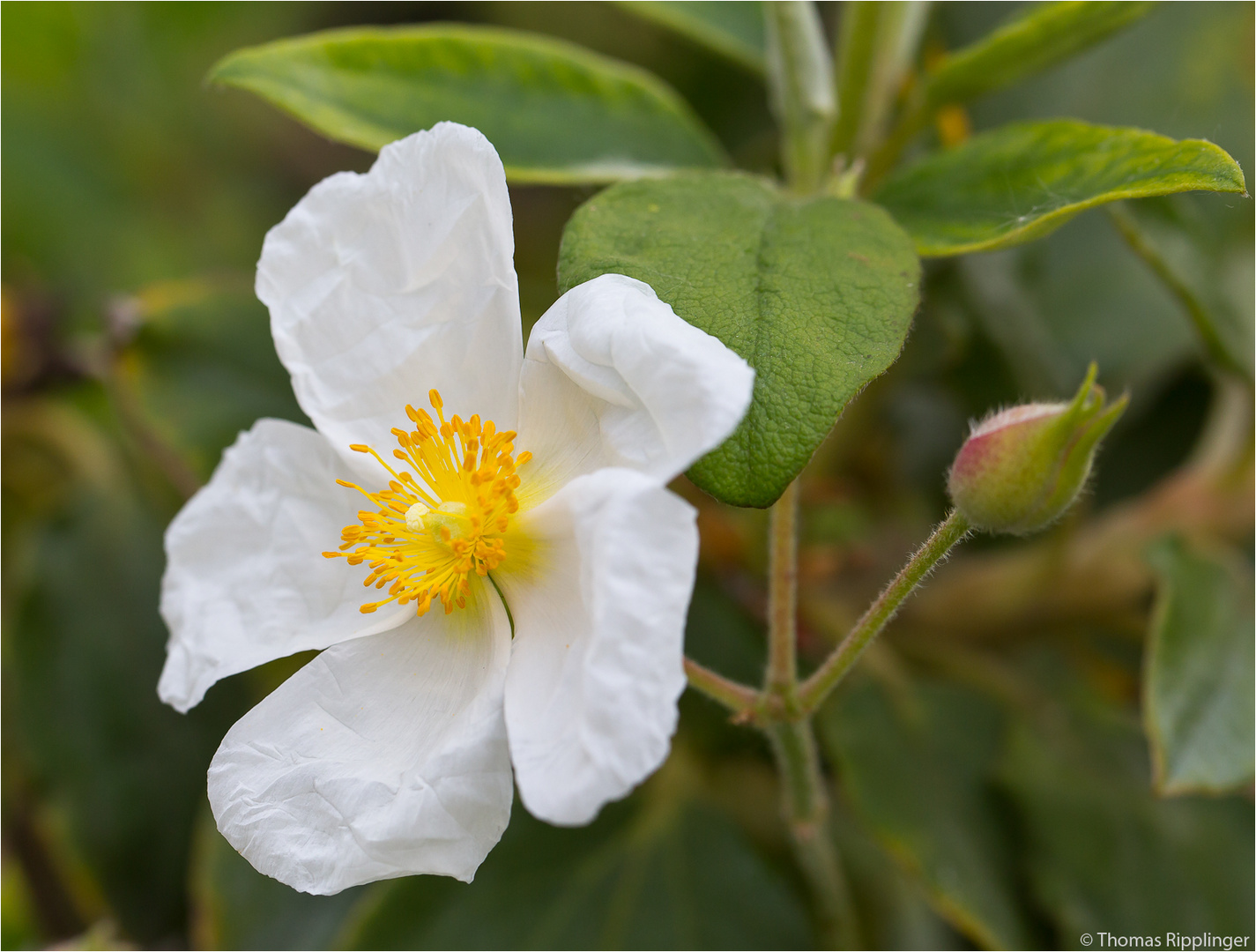 Lorbeerblättrige Zistrose(Cistus laurifolius) .