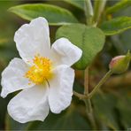 Lorbeerblättrige Zistrose(Cistus laurifolius) .