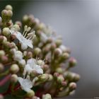 Lorbeerblättriger Schneeball (Viburnum tinus).