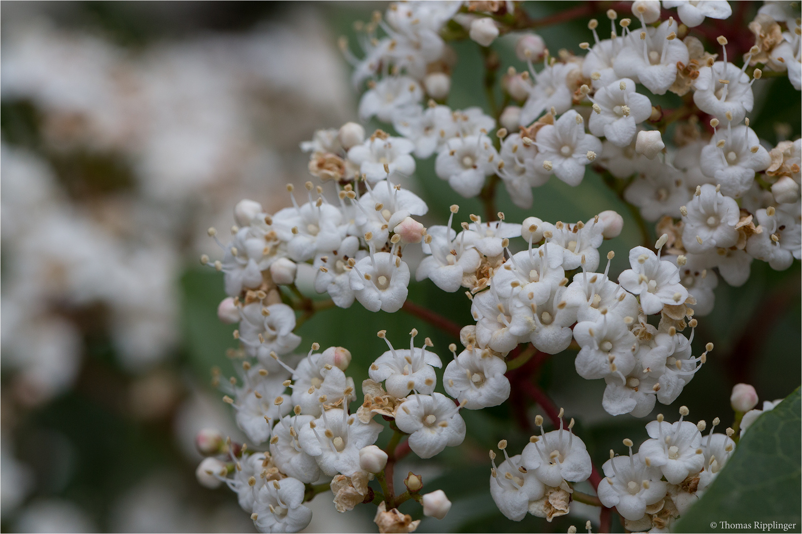 Lorbeerblättriger Schneeball (Viburnum tinus).