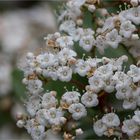 Lorbeerblättriger Schneeball (Viburnum tinus).