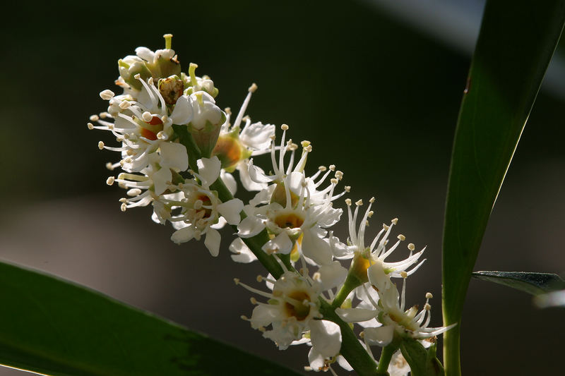 Lorbeerblüte