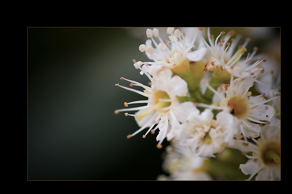 Lorbeerblüte