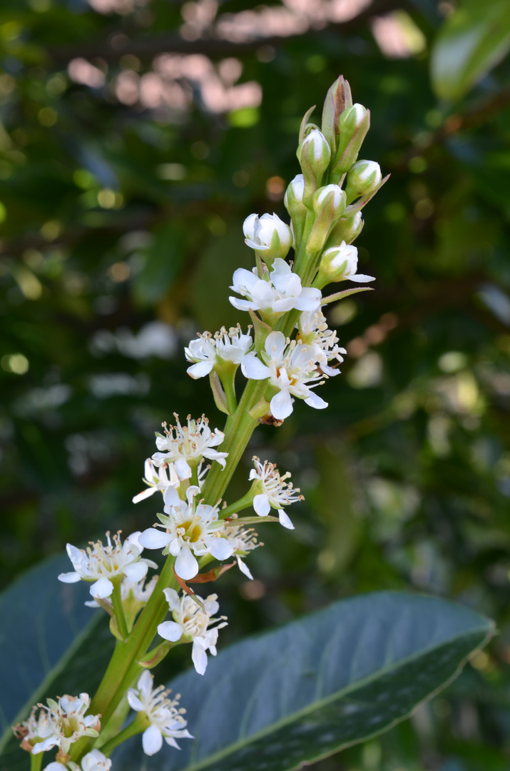 Lorbeerblüten