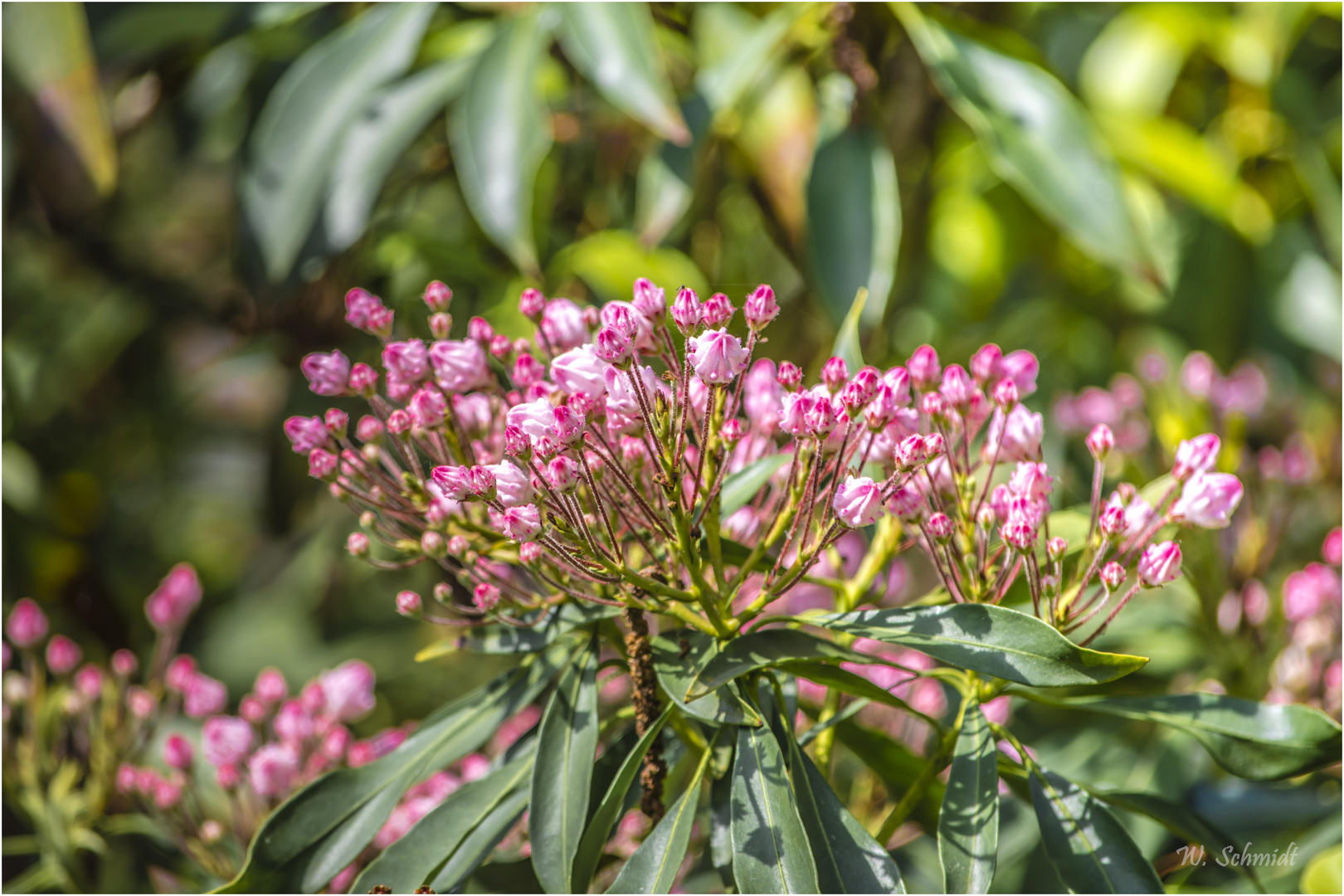 Lorbeerblüten im Tachenhäuser Hof