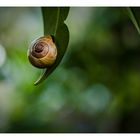 Lorbeeren fuer die Schnecke