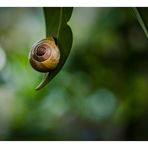 Lorbeeren fuer die Schnecke