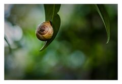 Lorbeeren fuer die Schnecke