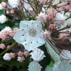 Lorbeerrose (Kalmia latifolia)