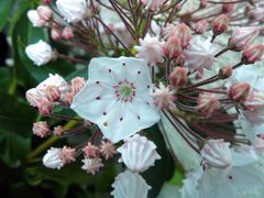 Lorbeerrose (Kalmia latifolia)