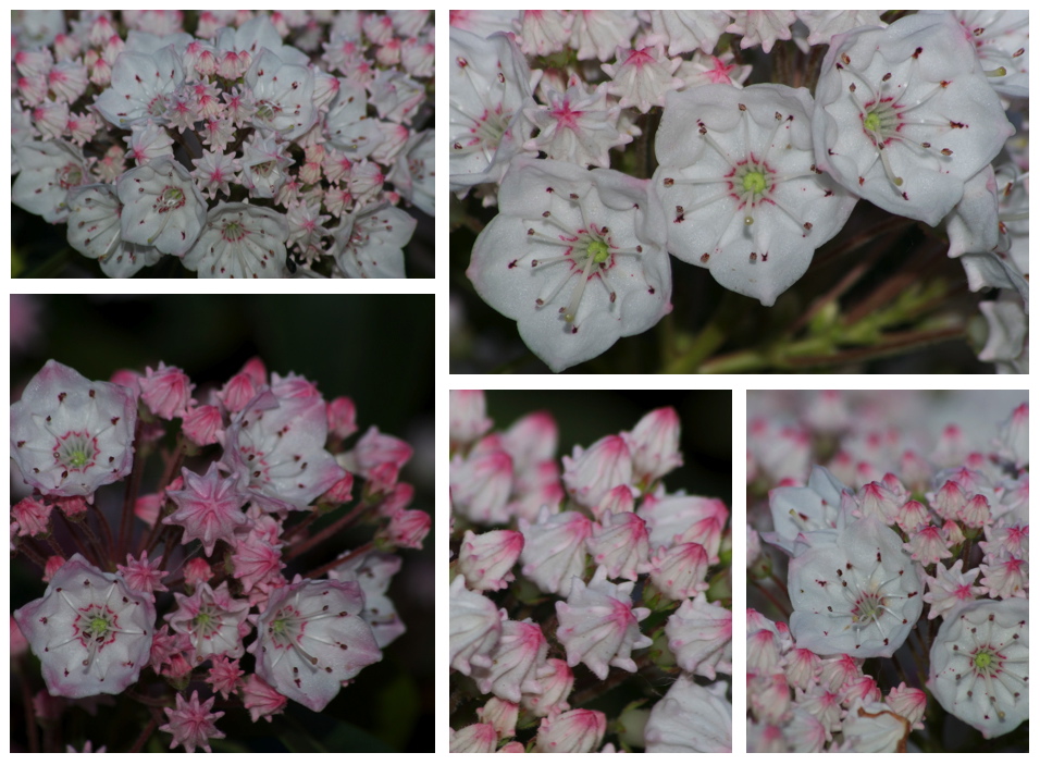 Lorbeerrose ( Kalmia latifolia )