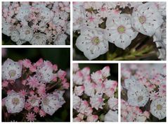 Lorbeerrose ( Kalmia latifolia )