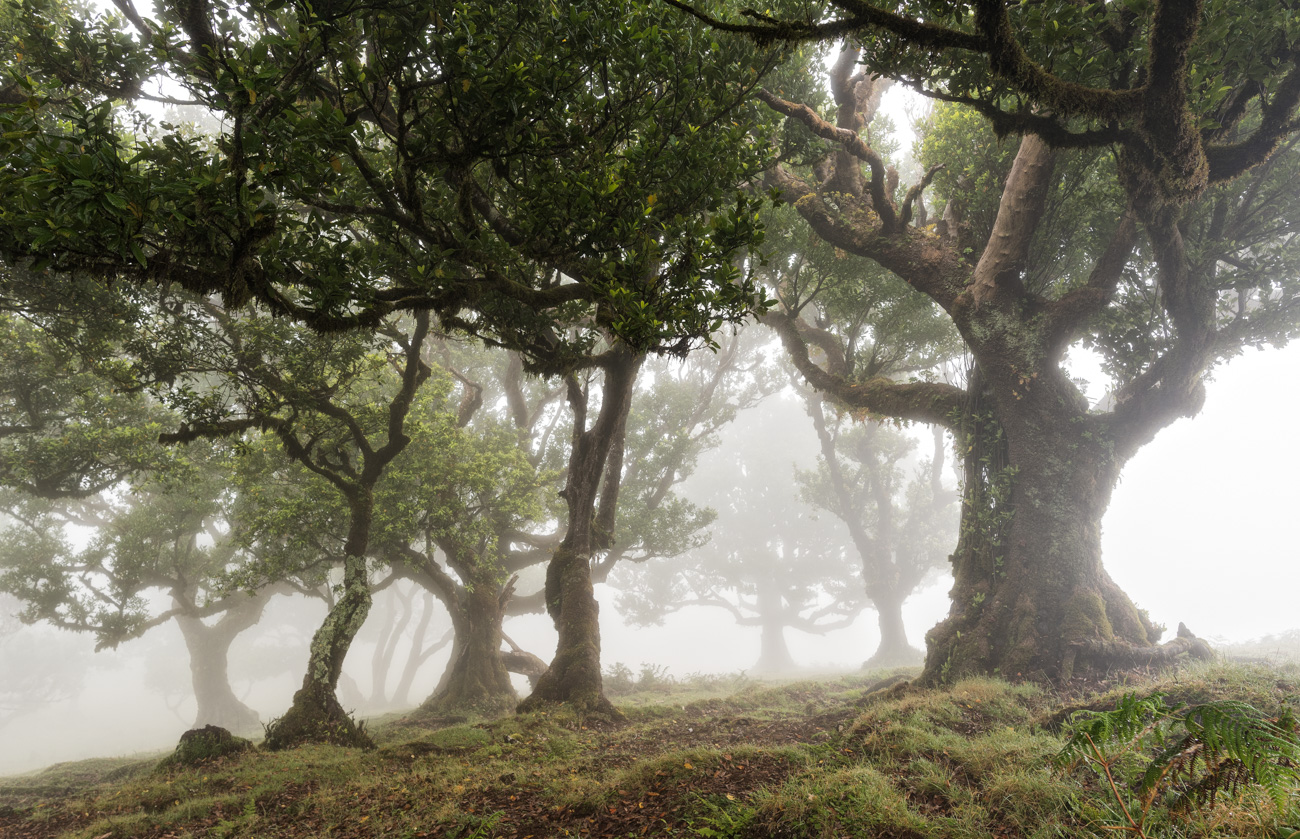 lorbeerwald____