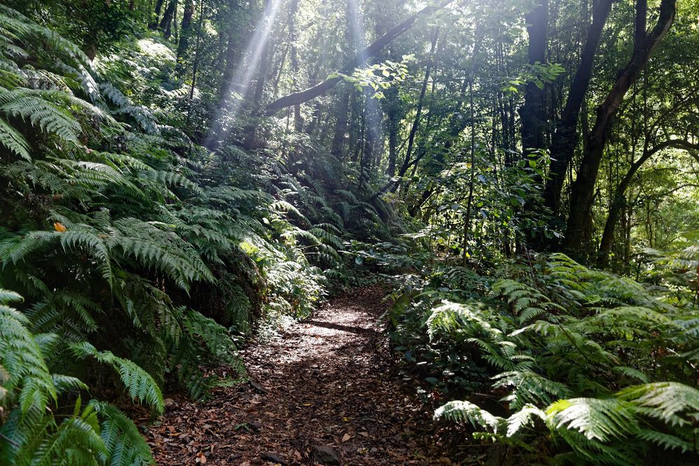 Lorbeerwald auf La Palma