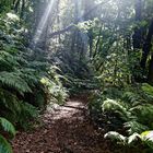 Lorbeerwald auf La Palma