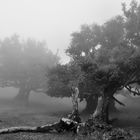 Lorbeerwald auf Madeira 2