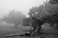 Lorbeerwald auf Madeira 2