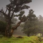 Lorbeerwald auf Madeira