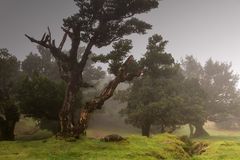 Lorbeerwald auf Madeira