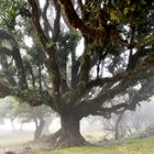 Lorbeerwald auf Madeira