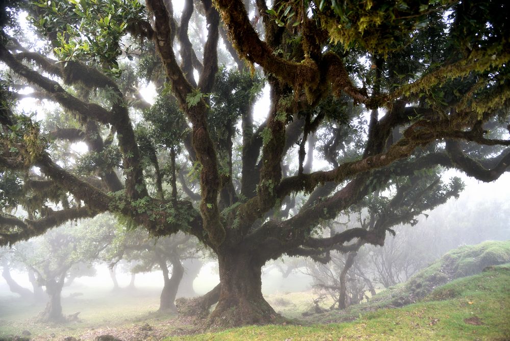 Lorbeerwald auf Madeira