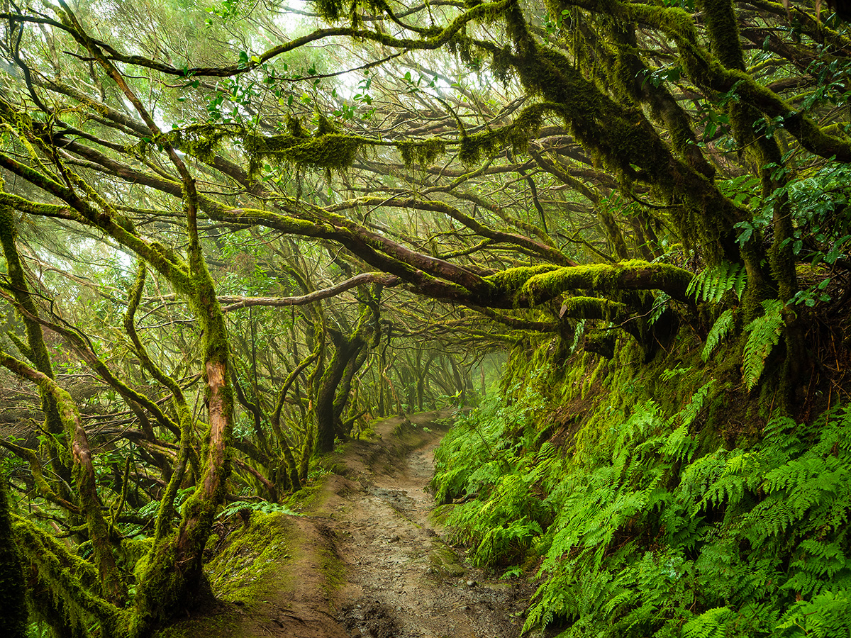 Lorbeerwald auf Teneriffa