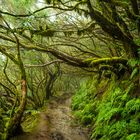 Lorbeerwald auf Teneriffa