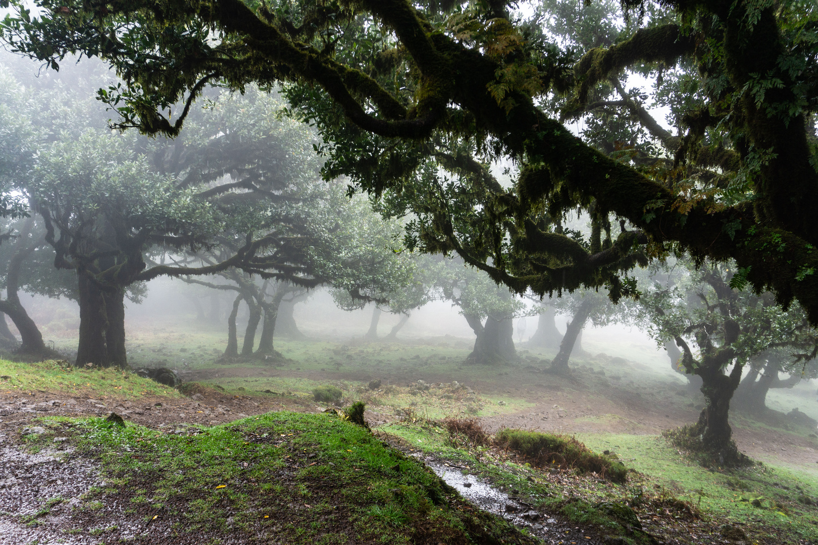 Lorbeerwald Fanal