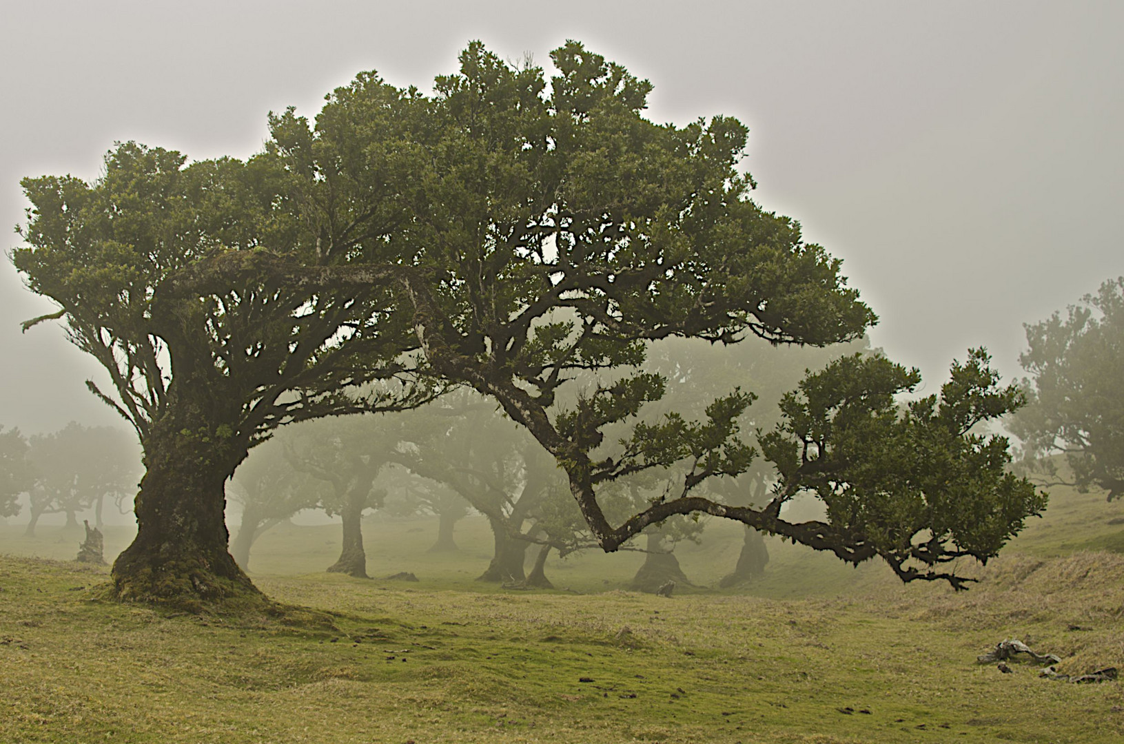 Lorbeerwald Fanal Madeira