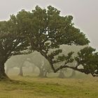 Lorbeerwald Fanal Madeira