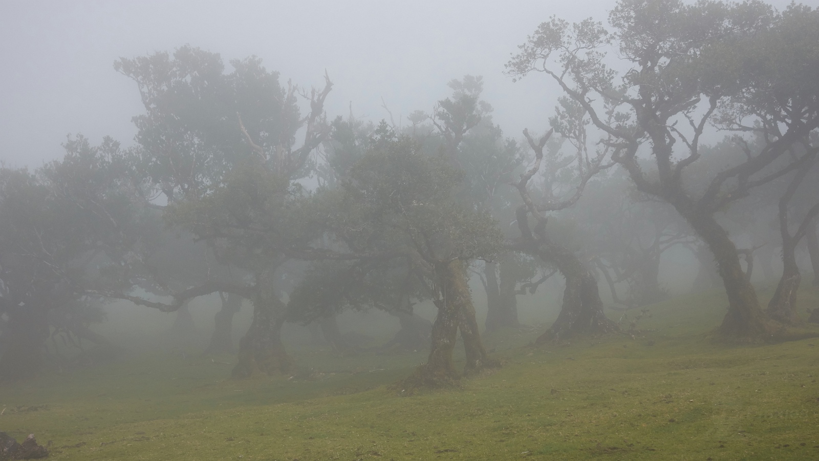 Lorbeerwald im Nebel