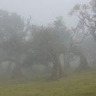 Lorbeerwald im Nebel