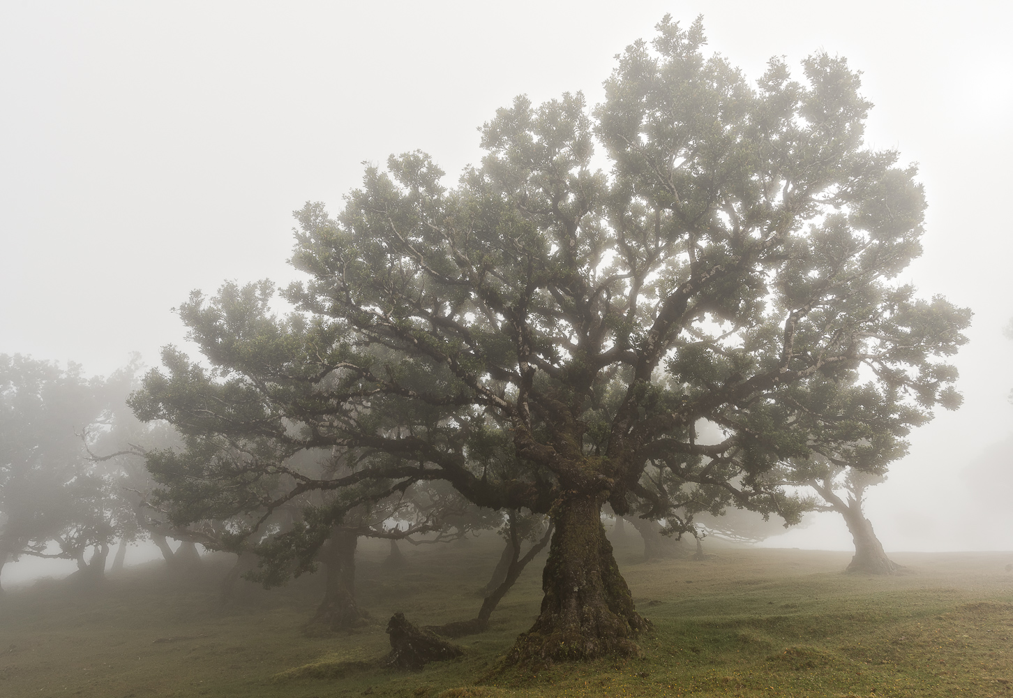 ___lorbeerwald im nebel___