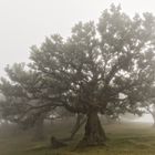 ___lorbeerwald im nebel___