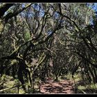 Lorbeerwald - La Gomera 1