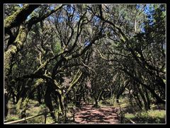 Lorbeerwald - La Gomera 1