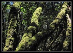 Lorbeerwald - La Gomera 2