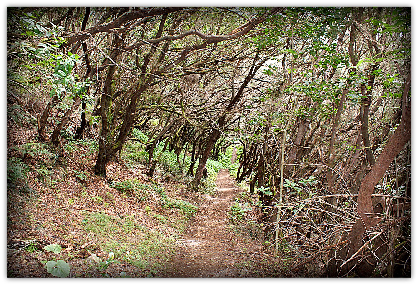 Lorbeerwald – La Gomera [Naturpark „Parque Nacional de Garajonay“]