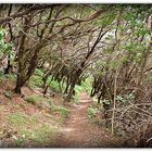 Lorbeerwald – La Gomera [Naturpark „Parque Nacional de Garajonay“]