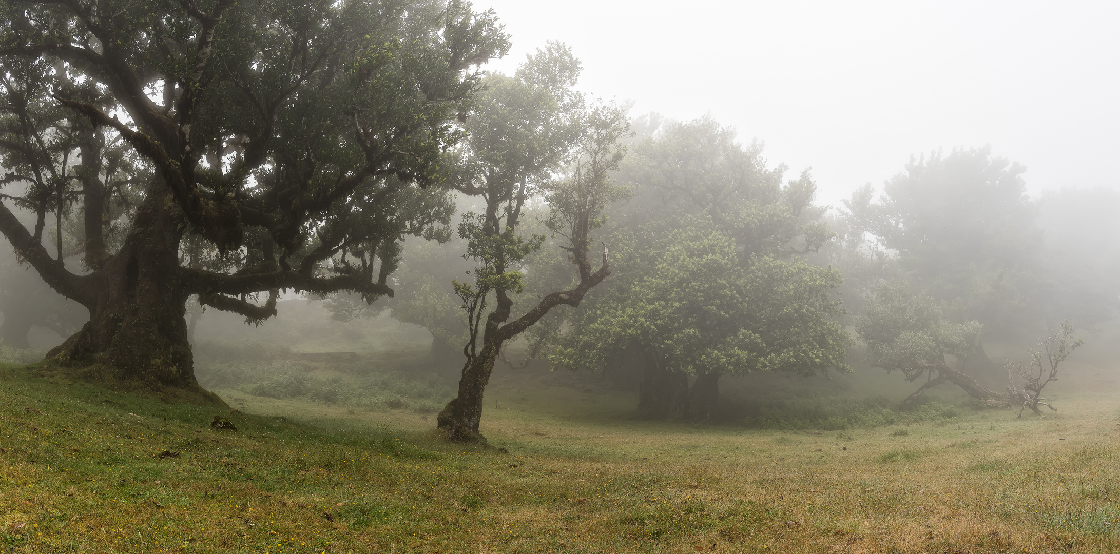 ___Lorbeerwald Madeira___