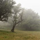 ___Lorbeerwald Madeira___